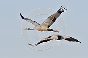 Common crane