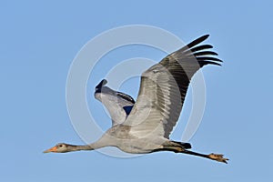 Common crane