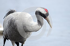 Common Crane