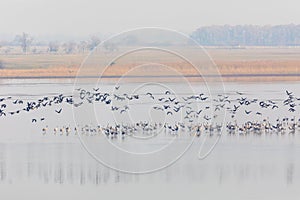 Common Crane bird in the Hortobagy, Hungary