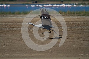 Common Crane bird taking off