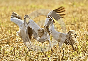 Common crane birds