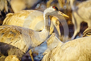 Common Crane birds in the Agamon Hula bird refuge