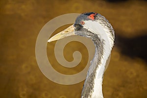 Common Crane birds in the Agamon Hula bird refuge