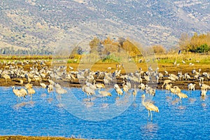 Common crane birds in Agamon Hula bird refuge