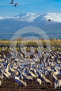 Common Crane birds in Agamon Hula bird refuge, with Mount Hermon