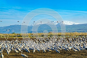 Common Crane birds in Agamon Hula bird refuge, with Mount Hermon