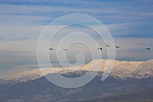 Common crane in Birds Natural Habitats, Hula Valley in Israel