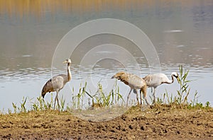 Common crane in Birds Natural Habitats, Hula Valley in Israel