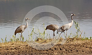 Common crane in Birds Natural Habitats, Hula Valley in Israel