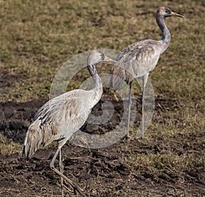 Common crane in Birds Natural Habitats, Hula Valley in Israel