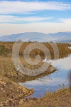 Common crane in Birds Natural Habitats, Hula Valley in Israel