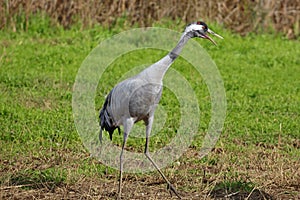 Common crane in Birds Natural Habitats, Hula Valley in Israel