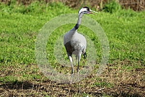 Common crane in Birds Natural Habitats, Hula Valley in Israel