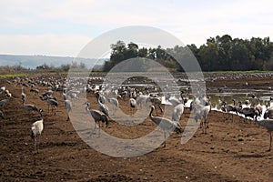 Common crane in Birds Natural Habitats, Hula Valley in Israel