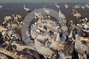 Common crane in Birds Natural Habitats, Hula Valley in Israel, a resting place for 500 million birds. Bird watching of Flocks of