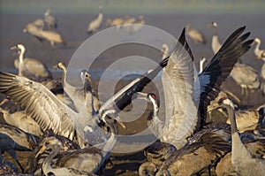 Common crane in Birds Natural Habitats, Hula Valley in Israel, a resting place for 500 million birds. Bird watching of flocks of
