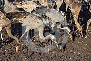 Common crane in Birds Natural Habitats, Hula Valley in Israel, a resting place for 500 million birds. Bird watching of Flocks of photo