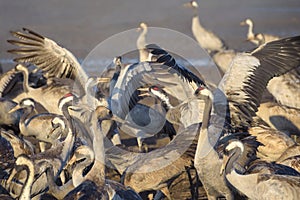 Common crane in Birds Natural Habitats, Hula Valley in Israel, a resting place for millions birds. Bird watching of flocks of