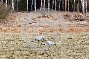 Common crane