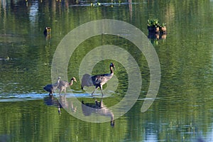 Common crane family