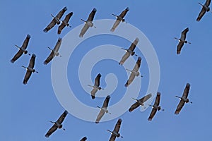 Common Crane flock on migration