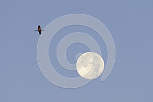 Common crane and full moon