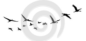 Common Crane and Goose in flight silhouettes