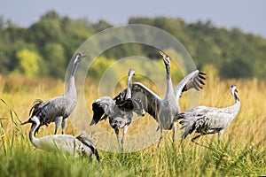 Common Crane - Grus grus photo