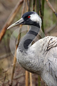 Common Crane (Grus grus) photo