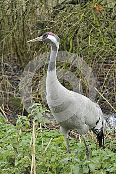 Common Crane - Grus grus