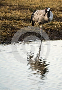 Common Crane Grus grus