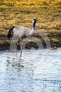 Common Crane Grus grus