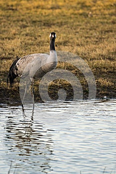 Common Crane Grus grus