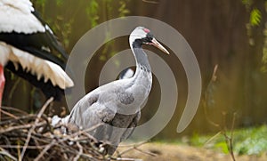 Common crane or Grus grus