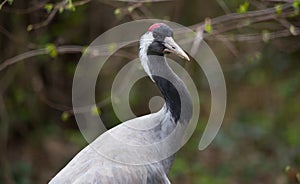Common crane or Grus grus