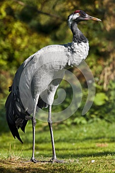 Common Crane (Grus grus)