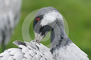 Common crane, Grus grus