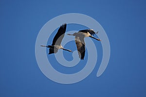 Common crane Grus grus also Eurasian crane in flight northern east Germany