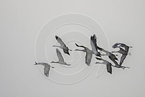 Common crane, Grus grus, in Biebrza national park, Poland