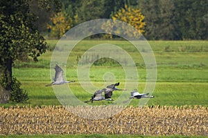 Common crane, Grus grus, in Biebrza national park, Poland