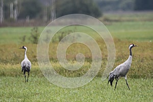 Common crane, Grus grus, in Biebrza national park, Poland