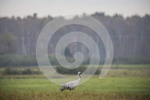 Common crane, Grus grus, in Biebrza national park, Poland