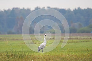 Common crane, Grus grus, in Biebrza national park, Poland