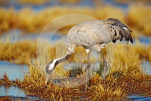 Common Crane, Grus grus, big bird in the nature habitat, Germany. Wildlife scene from Europe. Grey crane with long neck. Big in