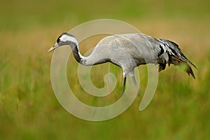 Common Crane, Grus grus, big bird in the nature habitat, Lake Hornborga, Sweden. Crane in the green grass. Wildlife scene from Eur photo