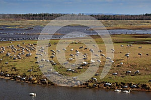 Common Crane, Grus grus, big bird in the nature habitat, Lake Hornborga, Sweden. Wildlife scene from Europe. Grey crane with long