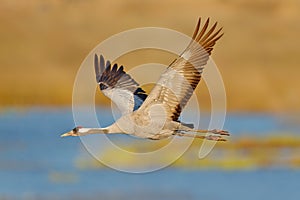 Common Crane, Grus grus, big bird in the nature habitat, Lake Hornborga, Sweden. Wildlife scene from Europe. Grey crane with long