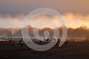 Common Crane, Grus grus, big bird in the nature habitat, Lake Hornborga, Sweden. Wildlife scene from Europe. Grey crane with long