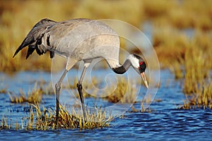 Common Crane, Grus grus, big bird in the nature habitat, Lake Hornborga, Sweden. Wildlife scene from Europe. Grey crane with long photo